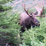 Une autre grande action de chasse à l'orignal en Alaska !