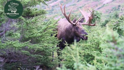 Une autre grande action de chasse à l'orignal en Alaska !
