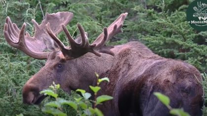 2022 Alaska Orignal Rut Nature Orignal