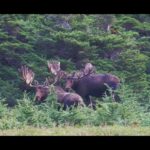 Bienvenue en Alaska ! Moose Moose !