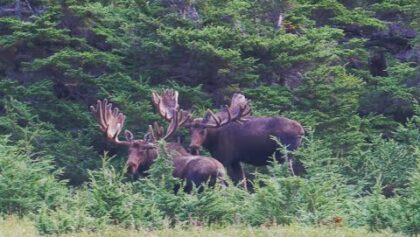 Bienvenue en Alaska ! Moose Moose !