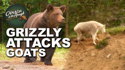 Un grizzly géant attaque des chèvres, filmé par une caméra INCROYABLE !!!