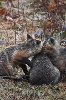 7 bébés renards filmés de très près!