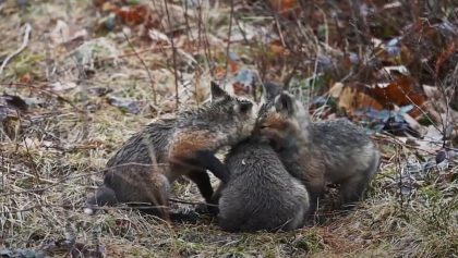 7 bébés renards filmés de très près!