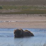 Un grizzly se rafraîchit dans la chaleur