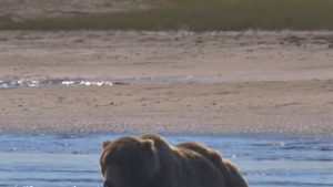 Un grizzly se rafraîchit dans la chaleur