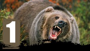 22 attaques d'ours les plus sauvages filmées par les caméras