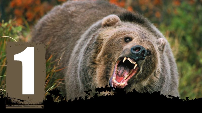 22 attaques d'ours les plus sauvages filmées par les caméras