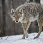 Un Rancher s'occupe du gros problème de Predator | 70 coyotes abattus
