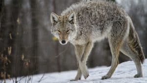 Un Rancher s'occupe du gros problème de Predator | 70 coyotes abattus
