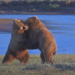La valse de l'Ours - Grizzly