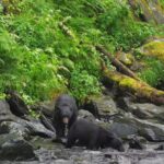 Ours noirs d'Alaska : le plaisir de la pêche