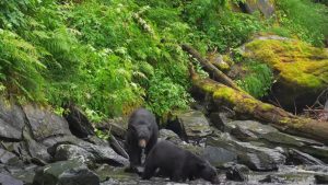 Ours noirs d'Alaska : le plaisir de la pêche