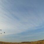 Ciel de chasse rempli de sauvagine au Manitoba