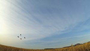 Ciel de chasse rempli de sauvagine au Manitoba