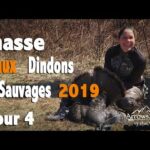 Chasse aux dindons sauvages 2019