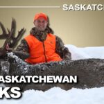 Abondance de cerfs en fin de saison en Saskatchewan | Canada in the Rough