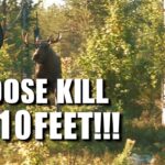 Un orignal en colère charge un chasseur | Canada in the Rough