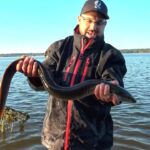 Anguille d'Amérique: Du fleuve St-Laurent à la mer des Sargasses + 8 espèces (fascine 2)