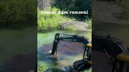 Beaver Dam Removal #shorts