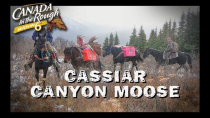 Cassiar Canyon Moose Énorme Orignal Canada in the Rough