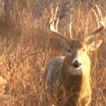 Clôture Buck JUMPS | Whitetail géant du Kansas | Monster