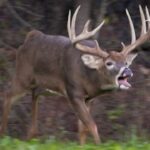 GIANT Illinois Buck en rut |  Chasse avec Gregg Ritz |  Les lundis Monster Bucks