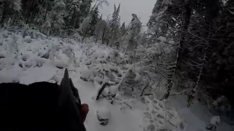 Gopro Chest mount POV small game hunting Un gars dans