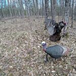 Hunting Wild Turkey clean shot 120fps gopro - Spring 2017