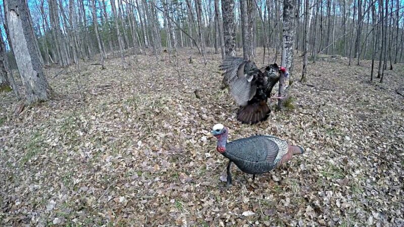 Hunting Wild Turkey clean shot 120fps gopro - Spring 2017