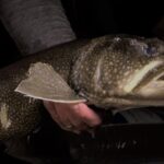 Le monde secret des salmonidés de la rivière à la pourvoirie