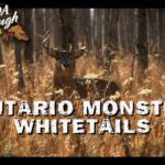 Ontario Monster Whitetails | Web Exclusive (Chasse au cerf adulte)