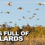 Un ciel de chasse rempli de gibier d'eau au Manitoba | Canada in the Rough