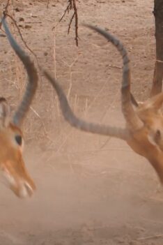 Bataille épique entre 2 impalas