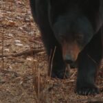 Chasse unique à l'ours noir au Manitoba