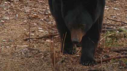 Chasse unique à l'ours noir au Manitoba