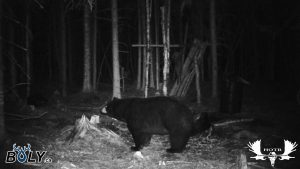 Ours noir de Terre-Neuve