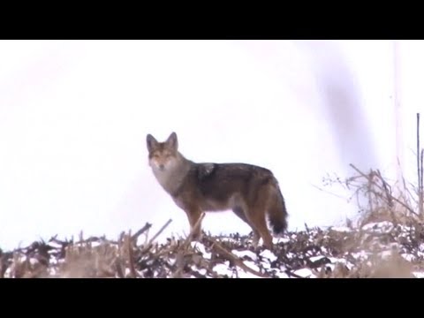 Chasse au coyote "Dirt Naps" (sieste en terre)