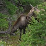 Le grand orignal s'énerve | MooseMan Nature Photos Video