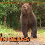 Chasse à l'ours brun et à l'orignal en Russie