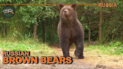 Chasse à l'ours brun et à l'orignal en Russie