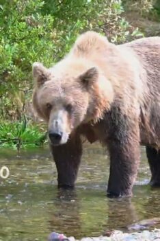 Voyage à Katmai à la rencontre de l'ours brun
