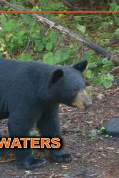 Chasse à l'ours à l'arbalète dans le nord-ouest de l'Ontario