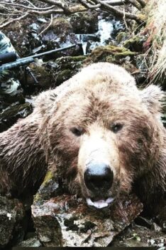 Chasse à l'ours brun en Alaska