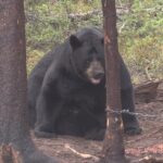 Chasse à l'ours noir en Saskatchewan