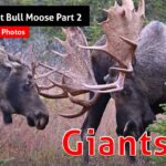 Meilleurs moments: Giant Bull Moose - Partie 2
