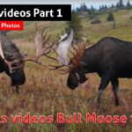 Meilleurs moments: Geant Bull Moose Fighting - Partie 1