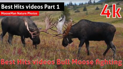 Meilleurs moments: Geant Bull Moose Fighting - Partie 1