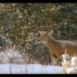 Magnum TV S5:E17- Western Whitetails