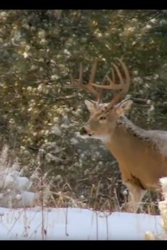 Magnum TV S5:E17- Western Whitetails